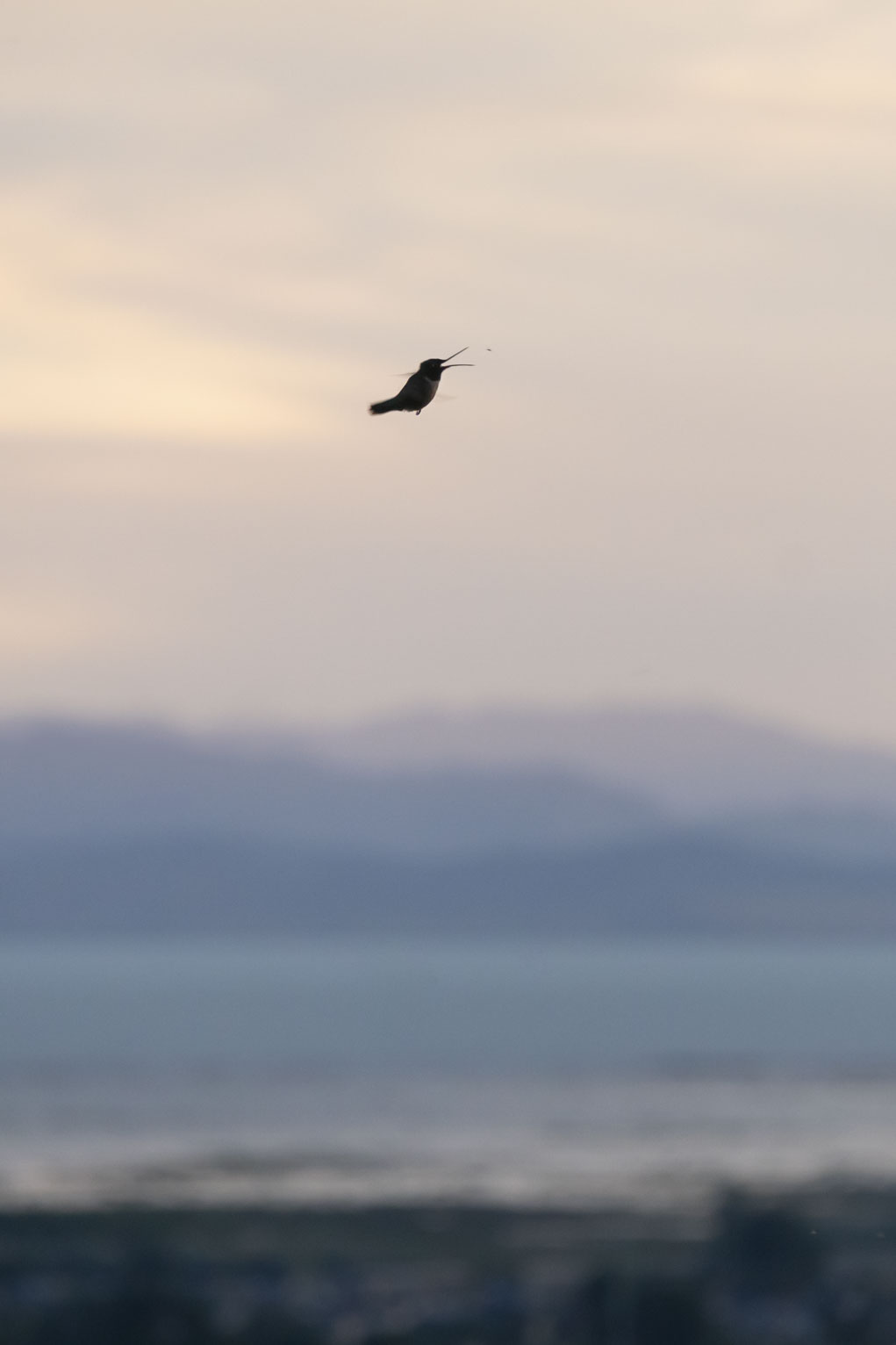 A hummingbird with beak opened flying against the blue cloudy sky out over a town below